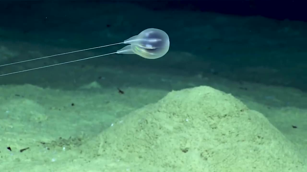 Combing the Deep: NOAA's Discovery of a New Ctenophore