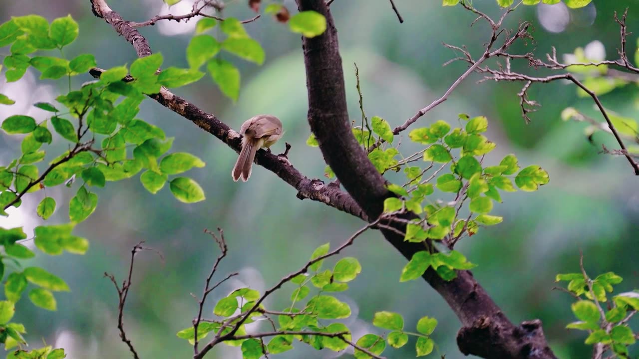 Playing with feathers is a streak-eared bulbul.