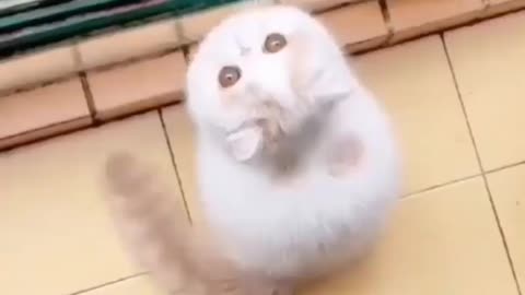 Animal funny- cat's funny, kitten's funny