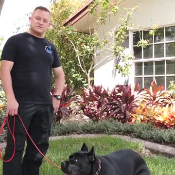 Brooklyn the 135 Pound Cane Corso Returns!