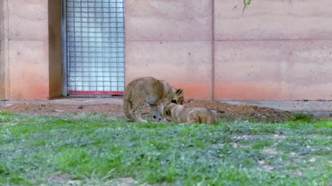 Taronga Western Plains Zoo, Lions and Cubs