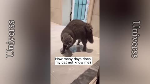 Funny cat compilaition🐈 [PART 3]