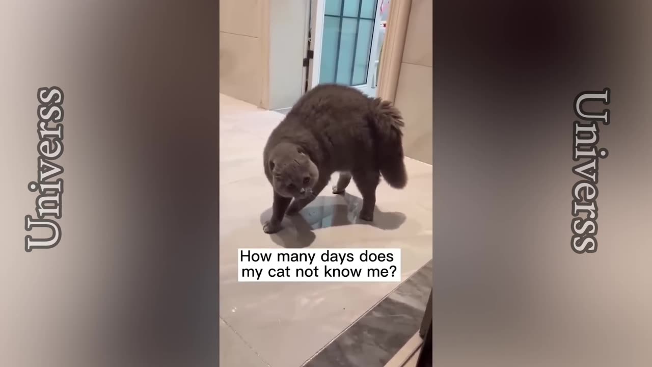 Funny cat compilaition🐈 [PART 3]