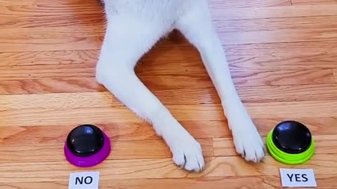 Husky Thinks She'll be Turning Legal for Her Birthday!