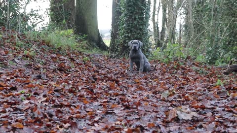 HELP! My Cane Corso Won't Stop Barking! How To Stop Dog Barking FOR EVER!