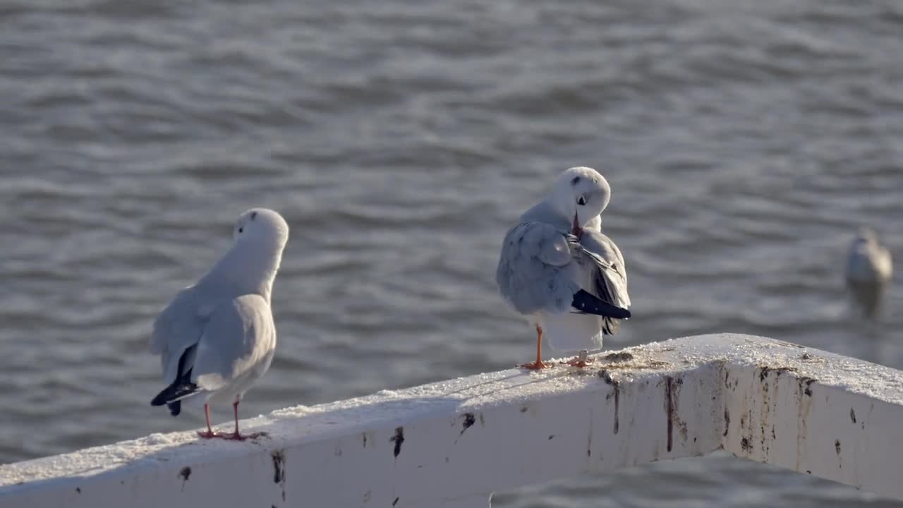 Sea Sky Birds Ocean Nature Wave Animals Water