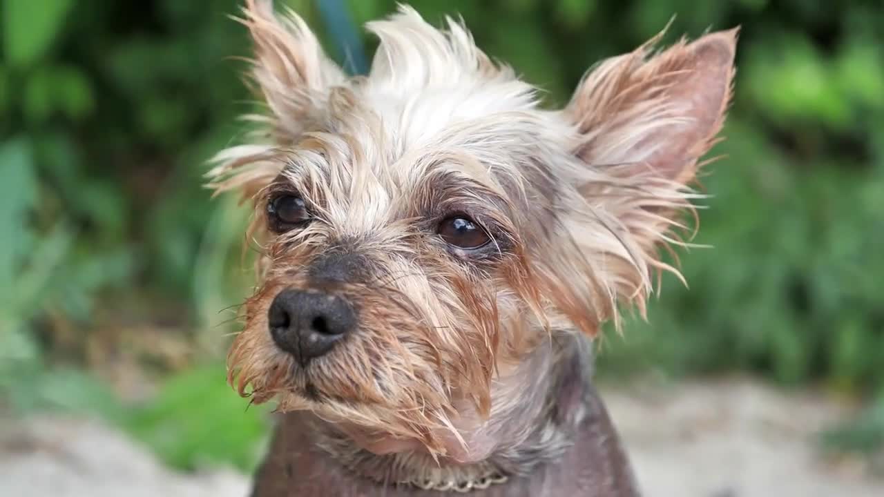 Wet dog looks at the camera