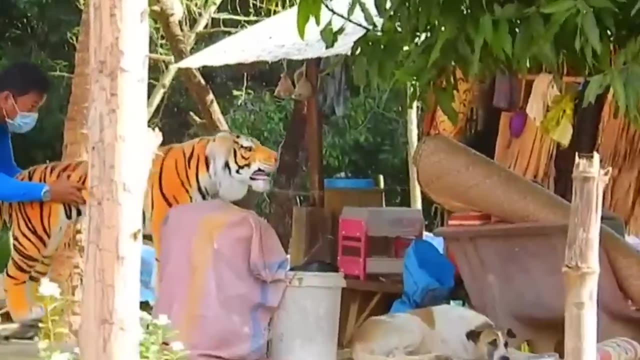 Dog pranks with fake tiger, lion and box