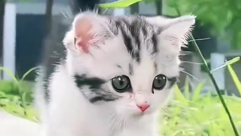 Beutiful cat