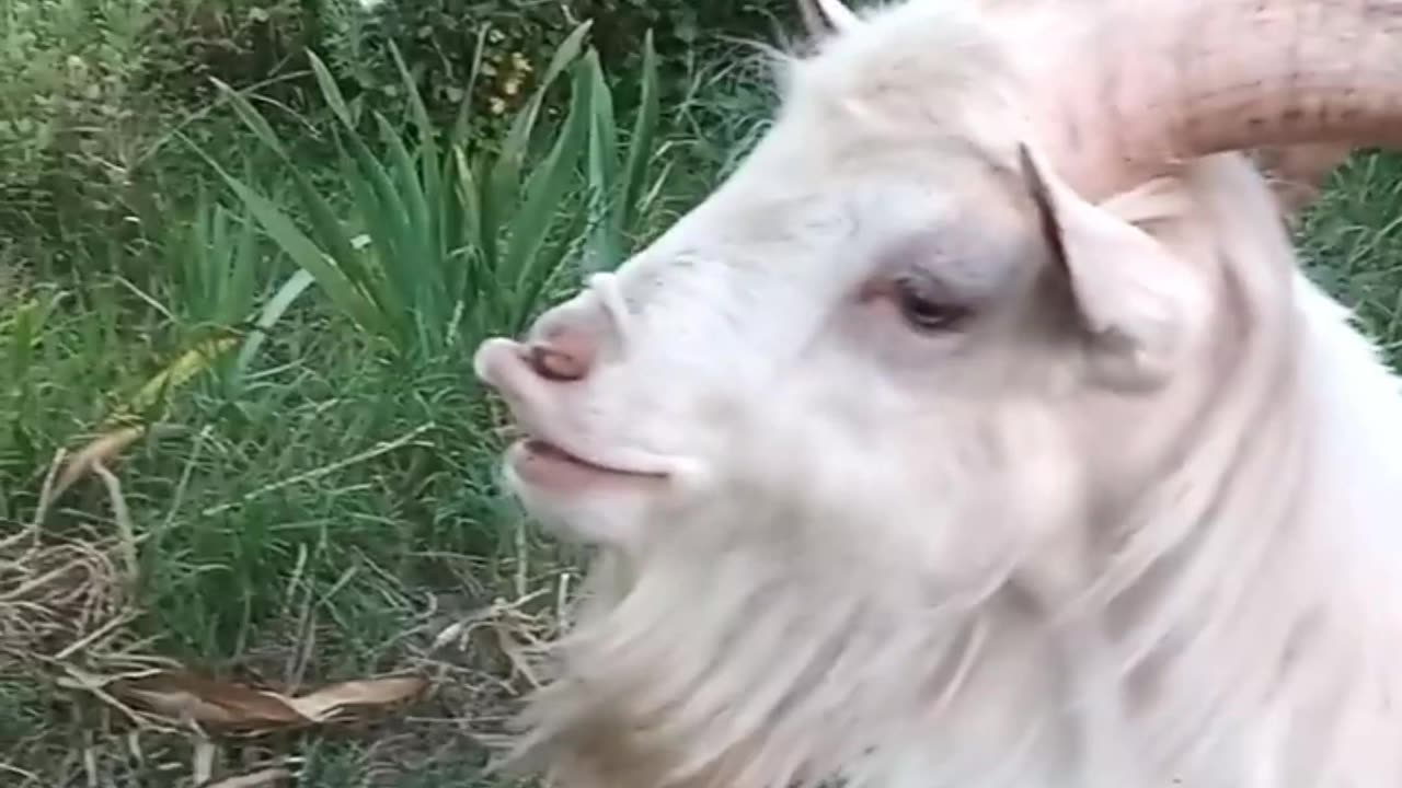 Funny Goat you never seen like this Video .MrFerozSFJ