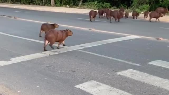 TODAY IS INTERNATIONAL CAPIVARA DAY