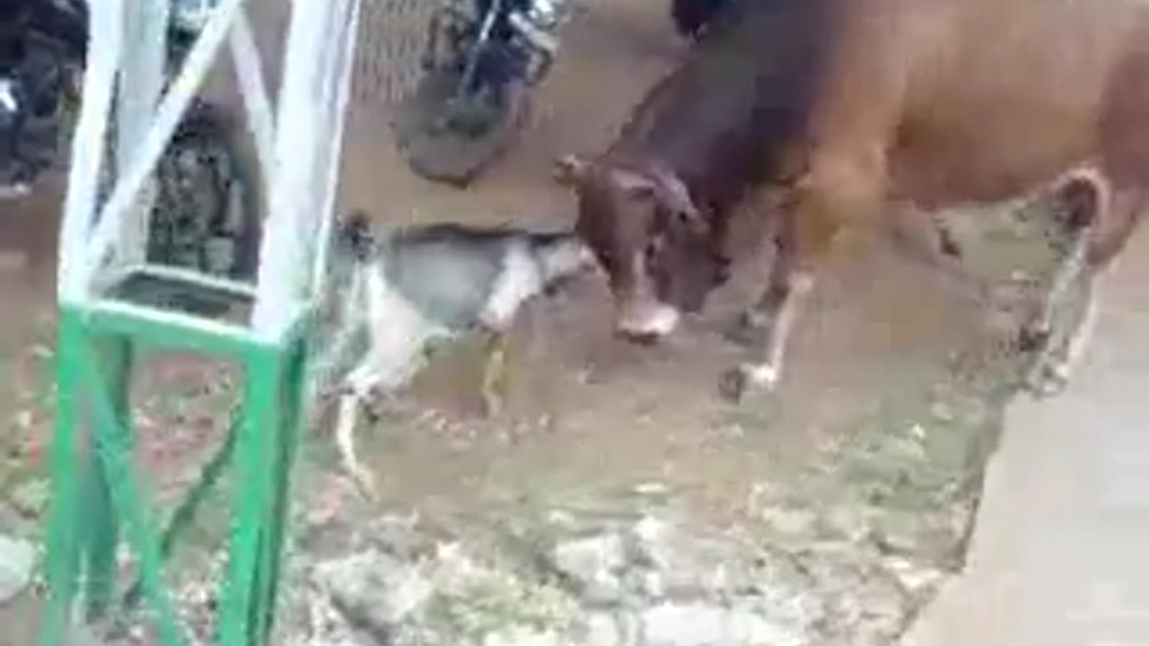 BRAVE GOAT