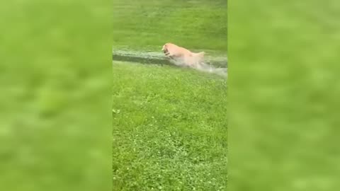 Funniest Cats and Dogs Compilation