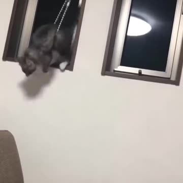 The unlucky cat is so cute😄V65😄