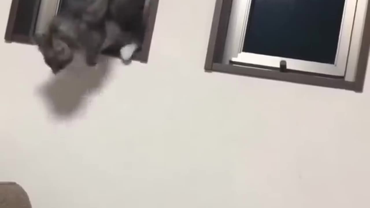 The unlucky cat is so cute๐V65๐