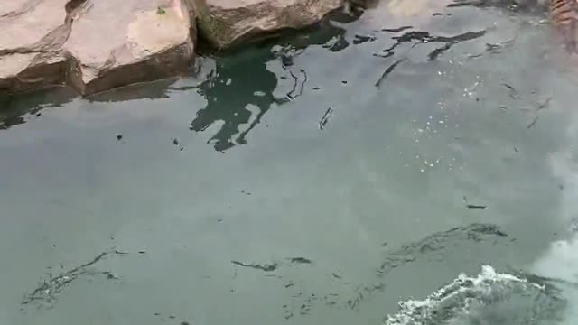 Tigers take a bath together