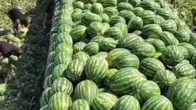 Amazing water melon processing.