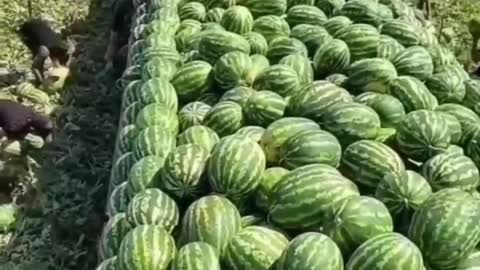 Amazing water melon processing.