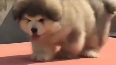 Cute and funny dog videos #18