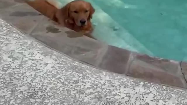 Aaaahhha cute