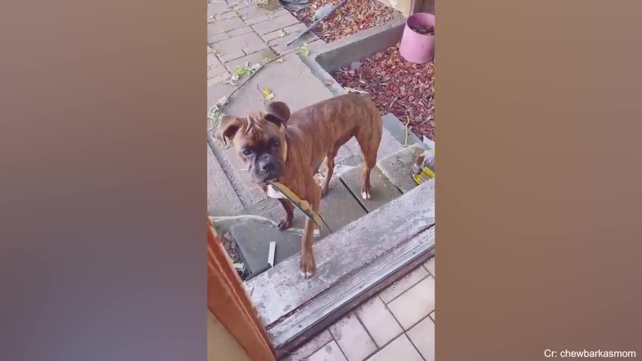 When dogs brings there friend to home 😂😂