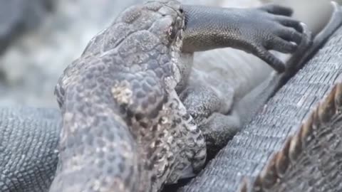 Snake vs baby komodo dragaon- snake killing the new born baby of komodo dragon.