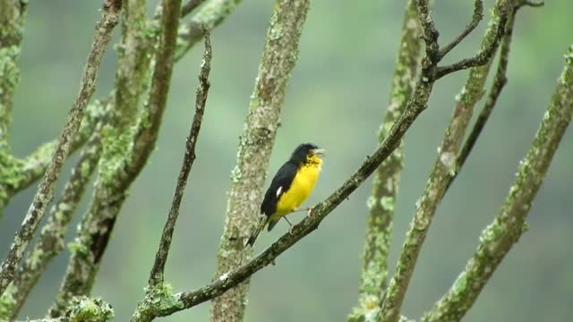 Really Beautiful! This is a Bird's Life in Its Habitat.