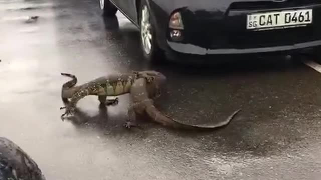 Two crocodiles are on the road.