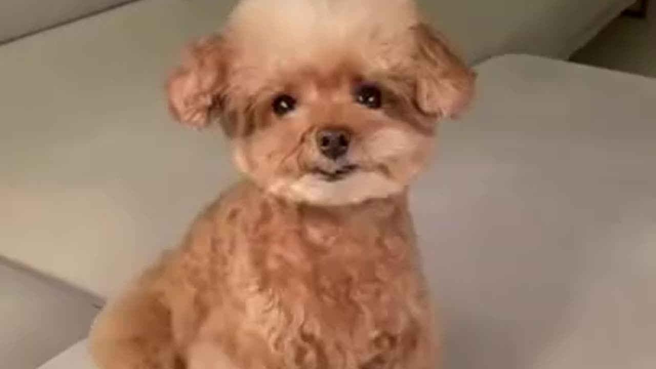 funny dog