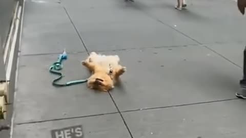 Best of Funny Animal Videos 🤣🔥🤣 _ part 40