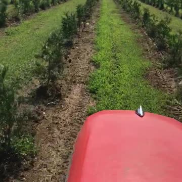 Caring for trees on our Bucks County Evergreen Farm