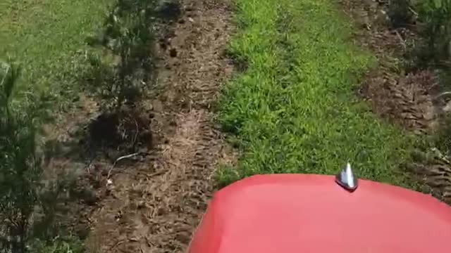 Caring for trees on our Bucks County Evergreen Farm