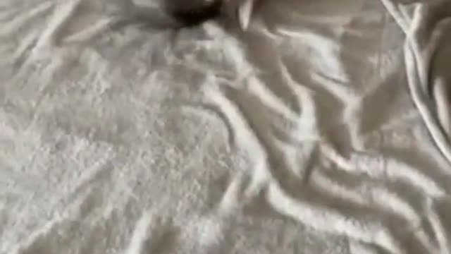 Some nice morning zoomies