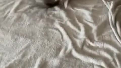 Some nice morning zoomies