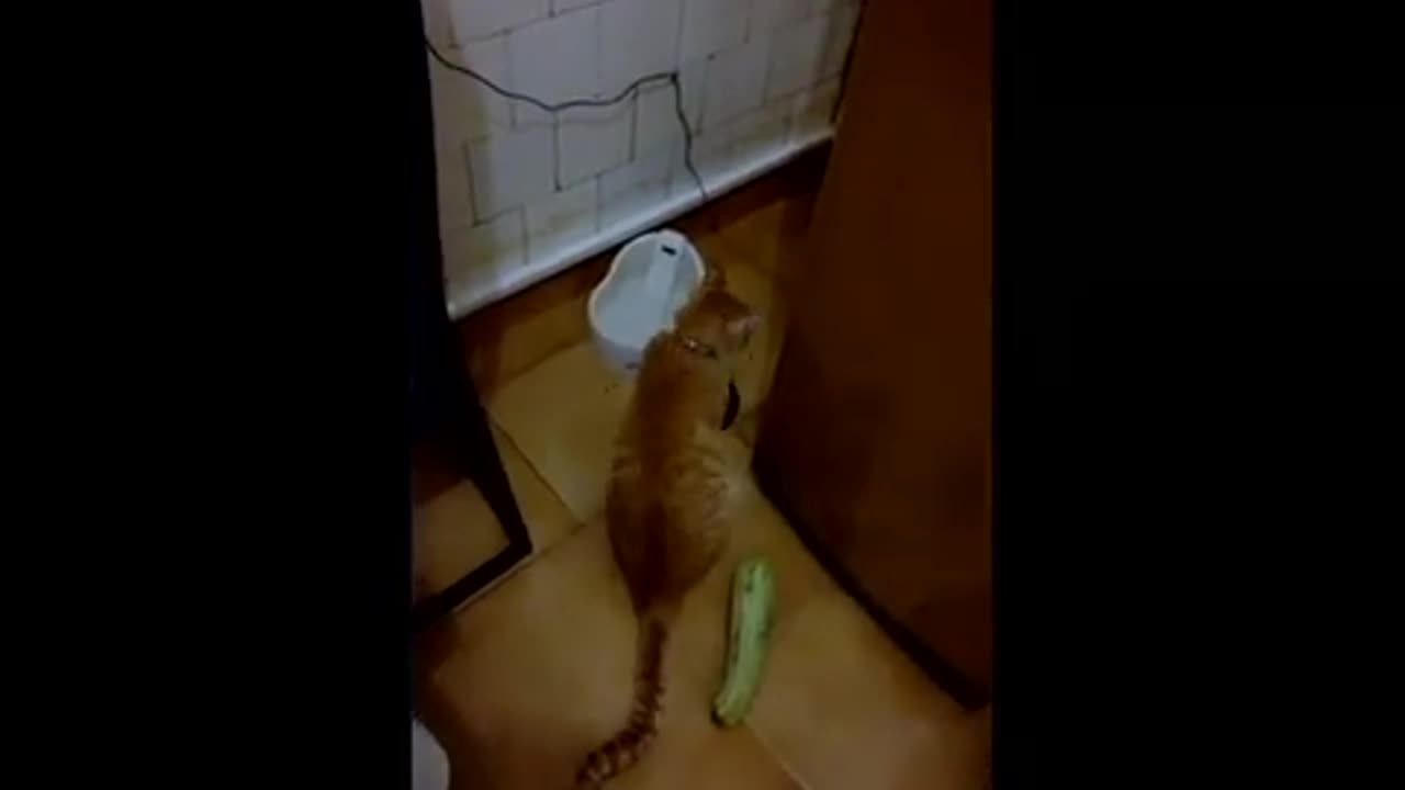 Cat remarkably startled by harmless object