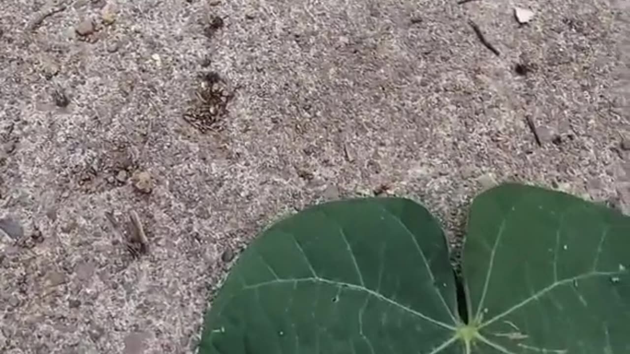 What the!! H..3 long hairworms inside mantis