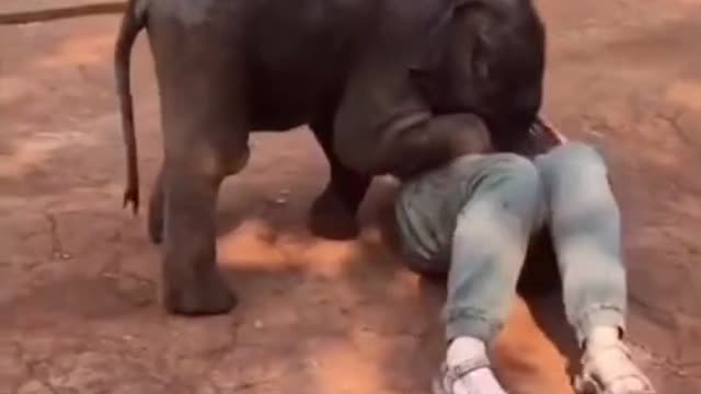 Funny elephant