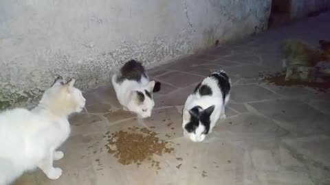 CATS FIGHTING OVER FOOD