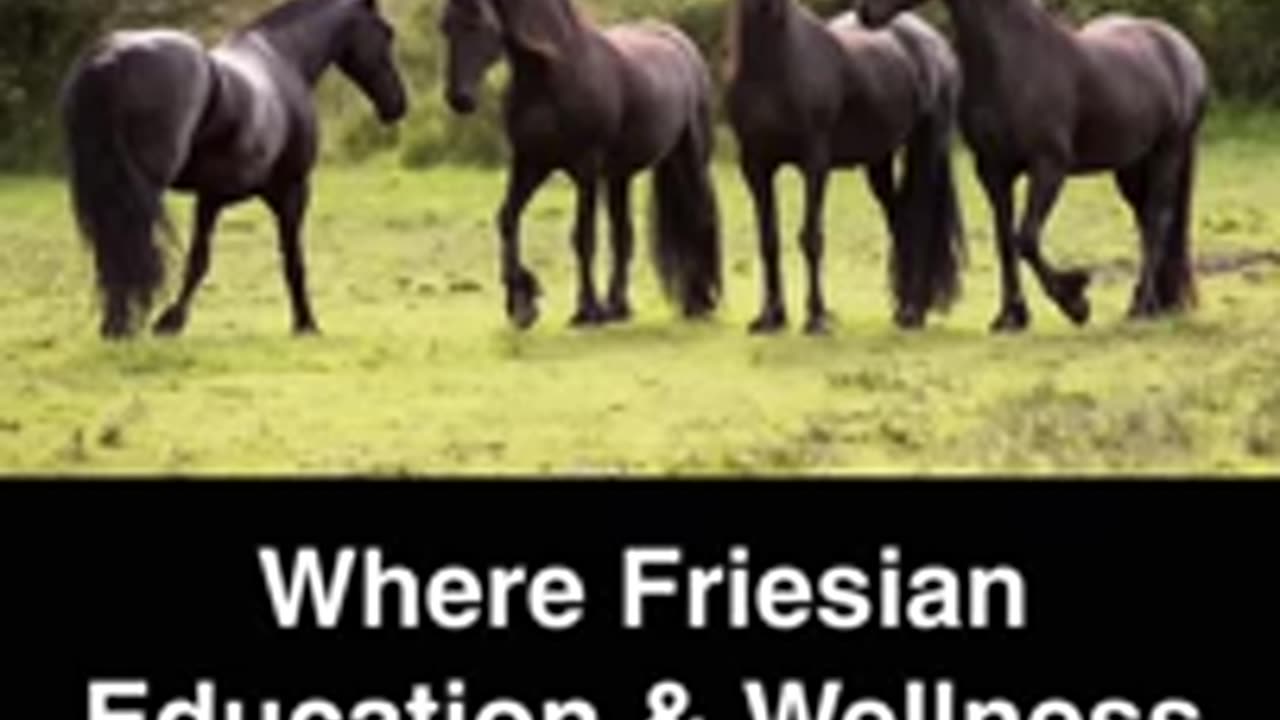 Rescue horses 🐎 ❤️