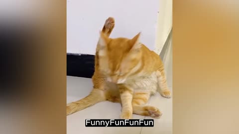 Funniest Cats Part 1