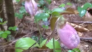 Lady's Slippers