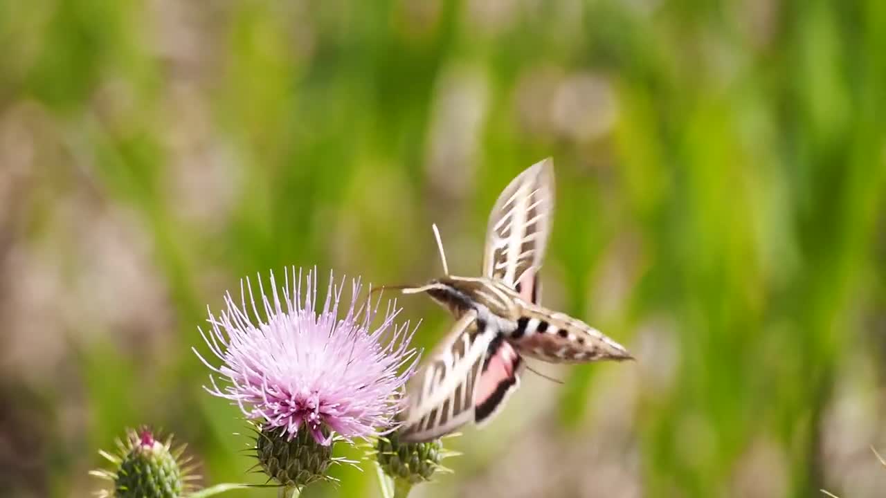 active butterfly