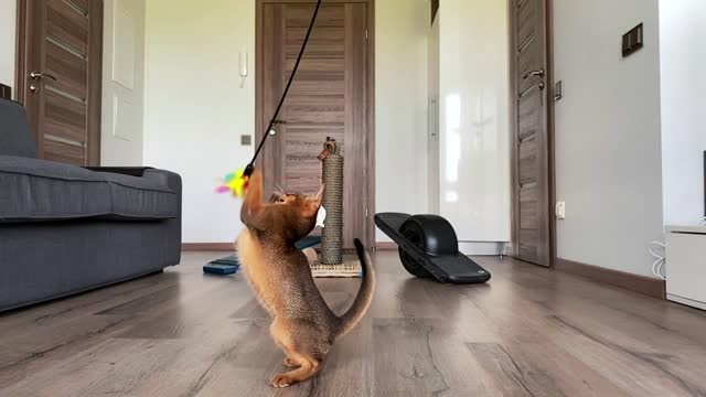Cute Abyssinian cat playing indoors with different toys, jumping around
