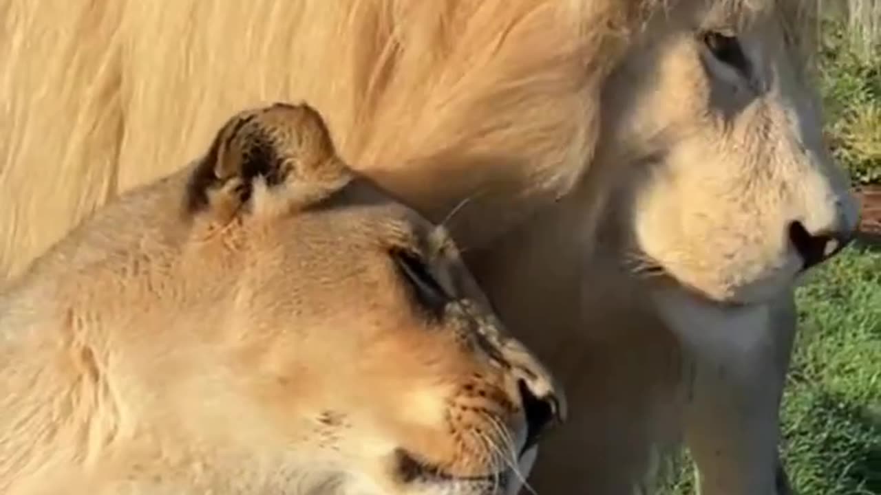 lion animals