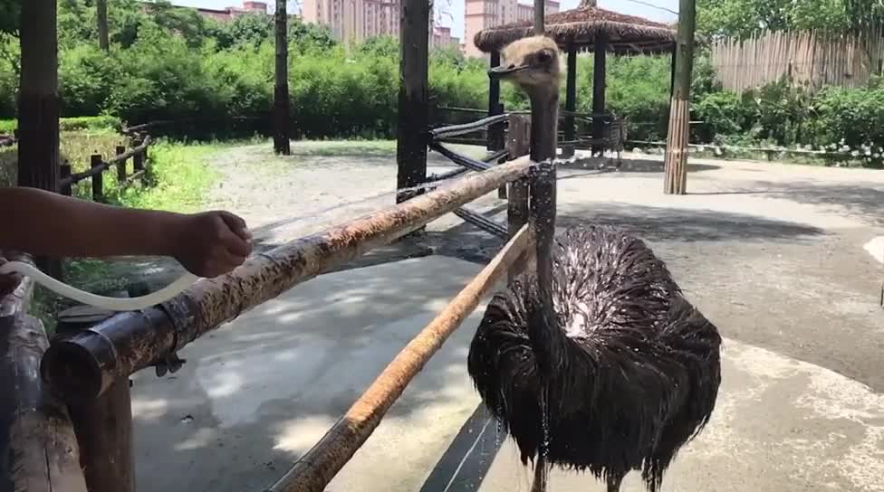 An ostrich