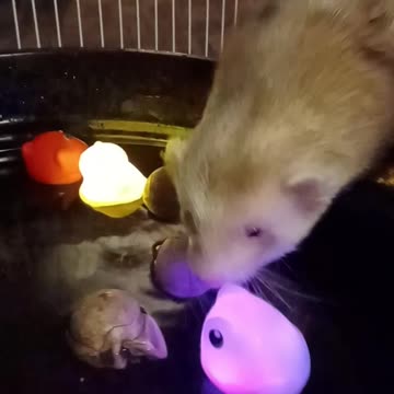 Does Romeo ever get the toys????