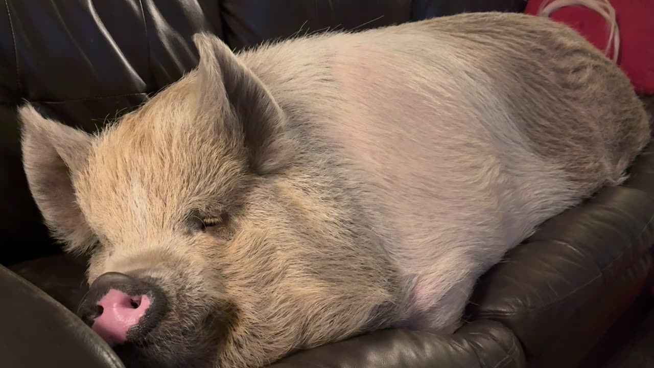 Big Piggy Takes a Nap on the Couch