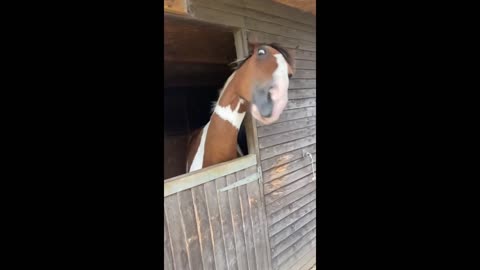 Horse makes hilarious face while scratching his head