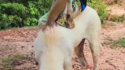 Monkeys playing