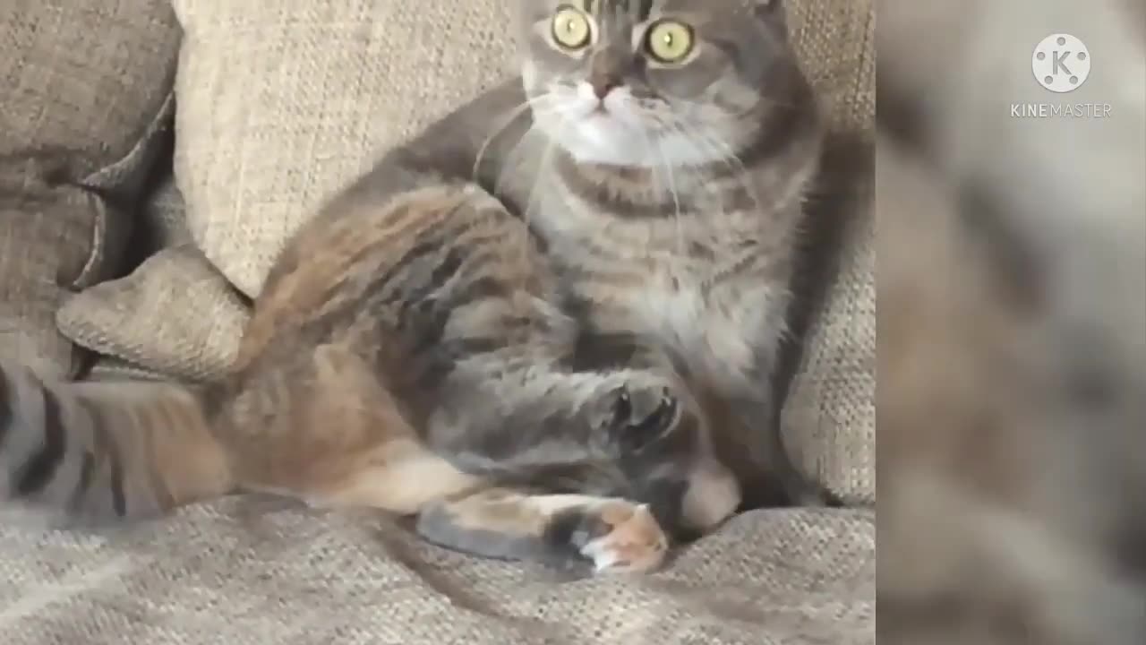 Funny animal and cute animals